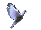 camar.gif (38556 bytes)